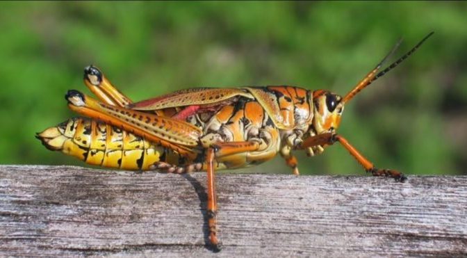 Sagt die Bibel, dass Insekten vier Beine haben?
